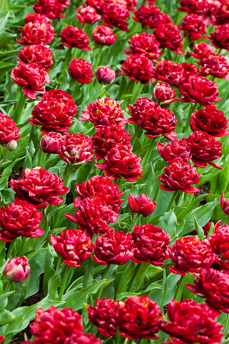 Tulipa, red