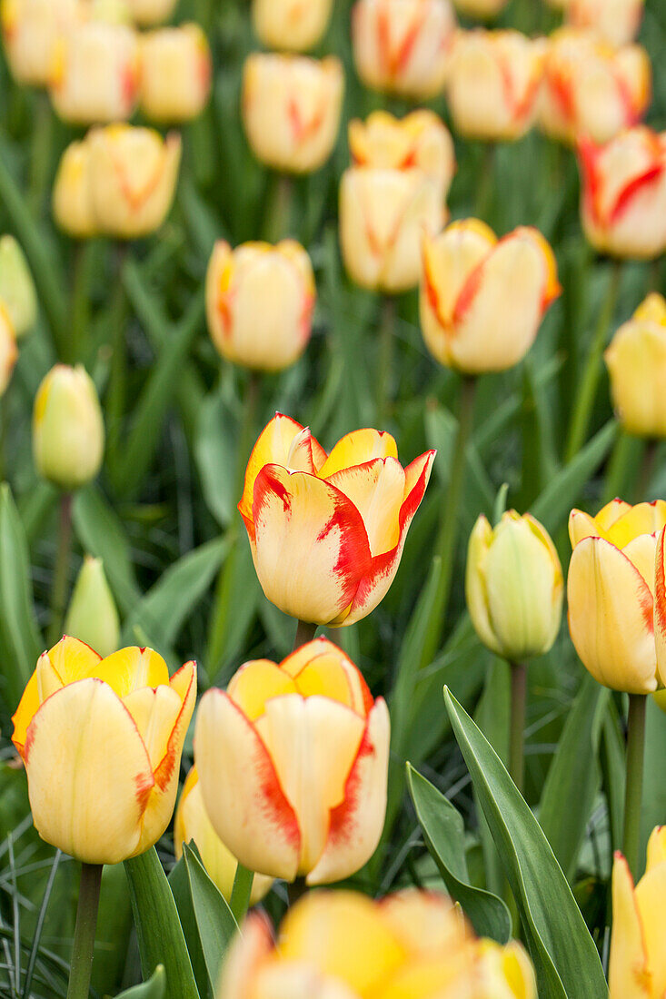 Tulipa Tequila Sunrise