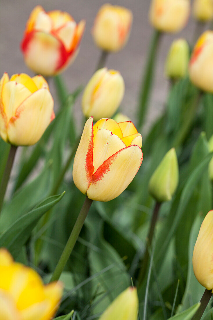 Tulipa, yellow-red