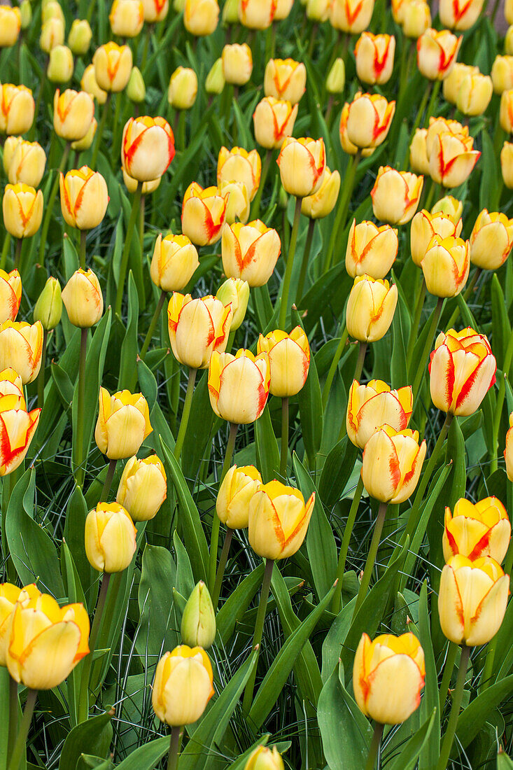 Tulipa, yellow-red