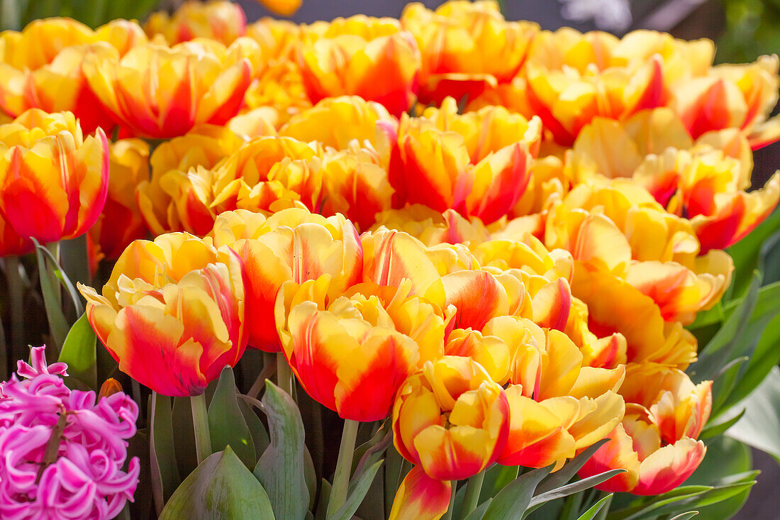 Tulipa, yellow-red