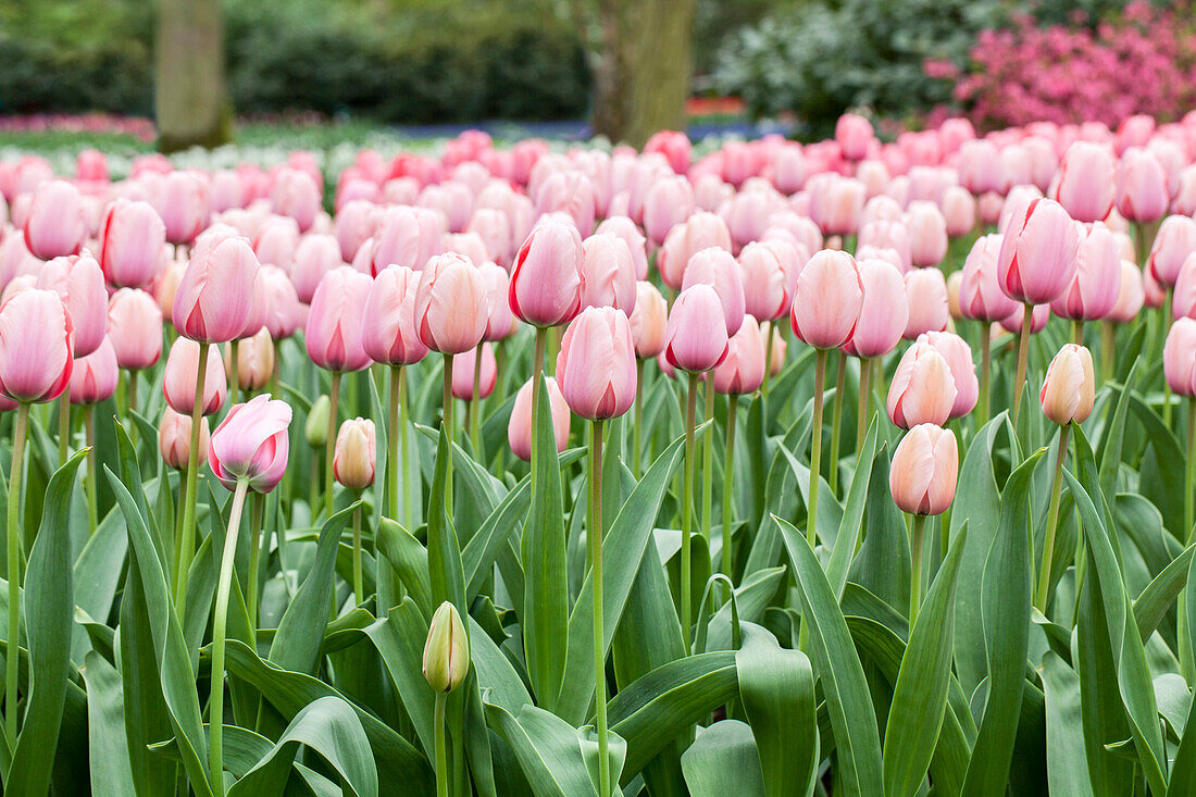 Tulipa, rosa