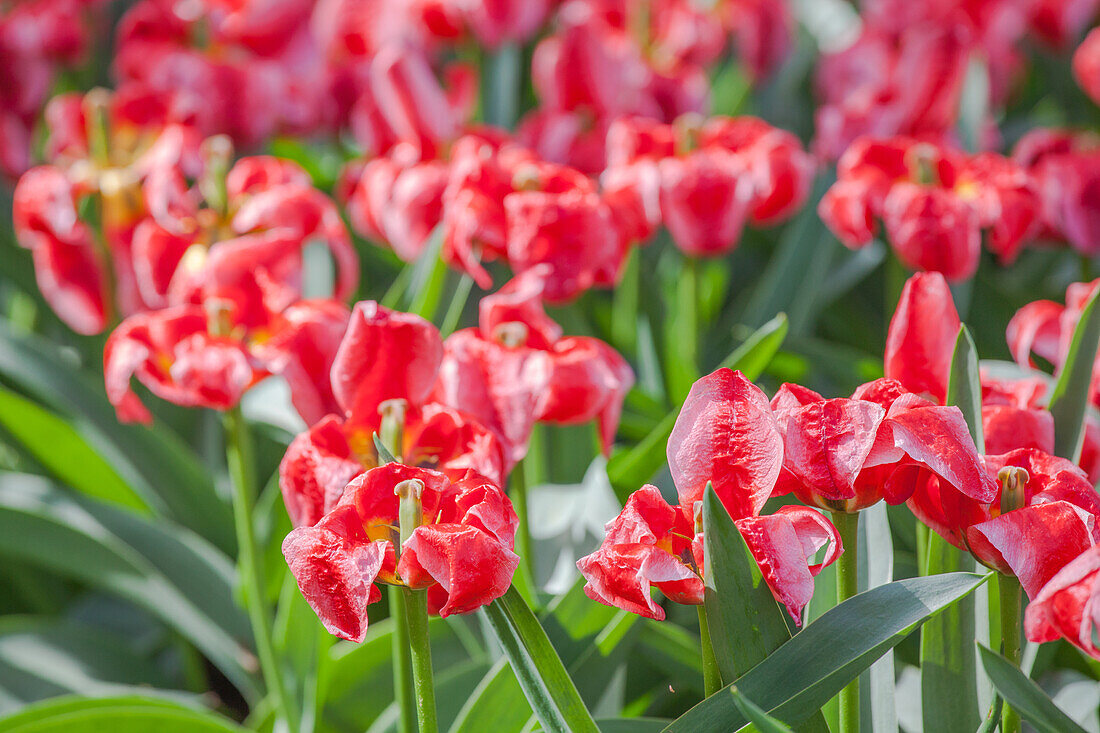 Tulipa, pink-red