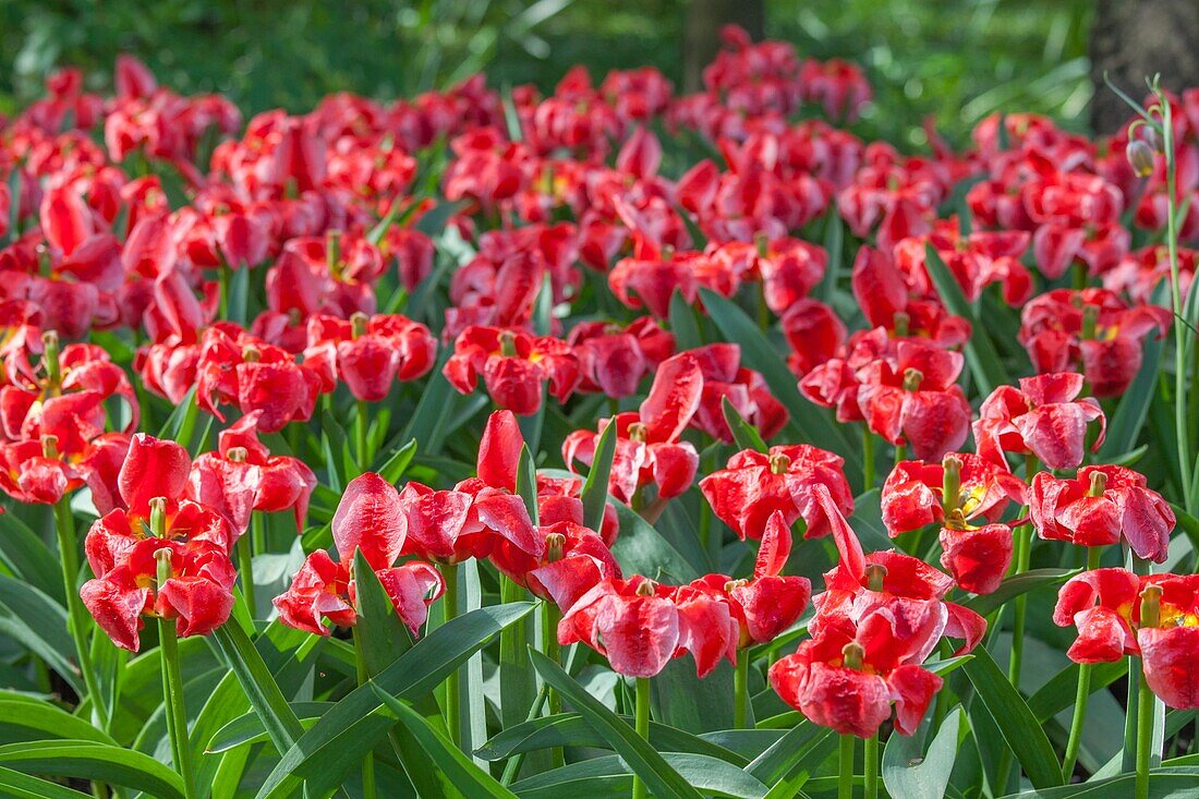 Tulip, pink-red