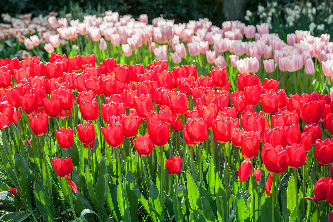 Tulip, red