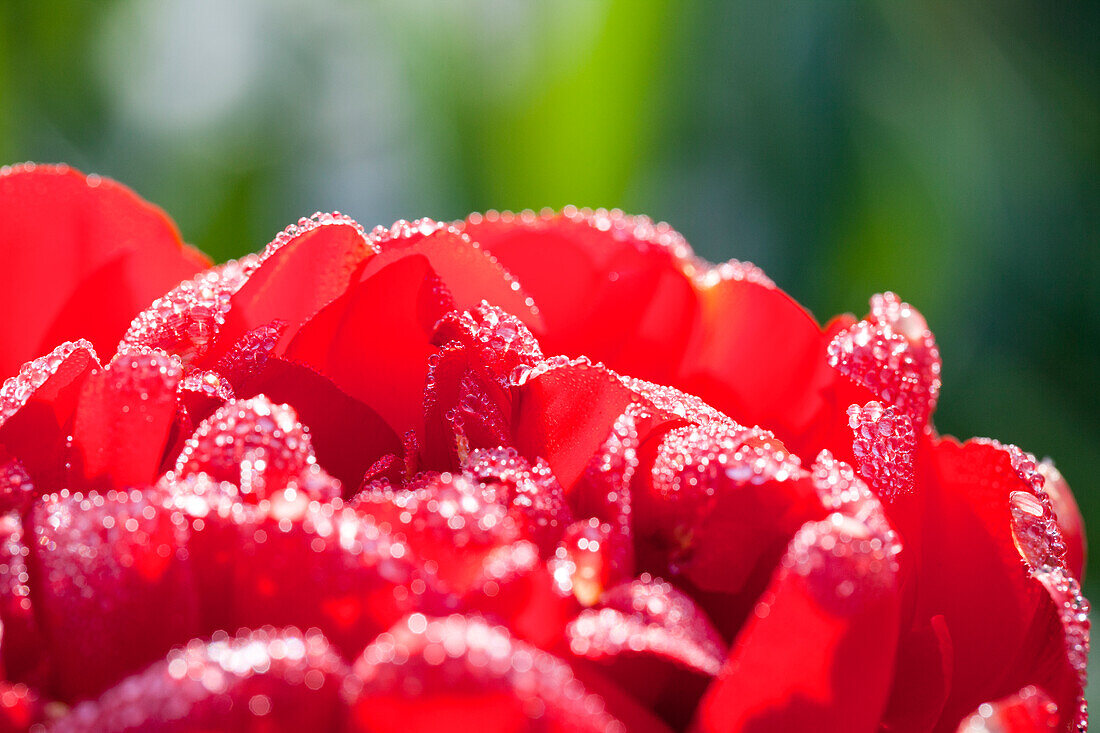 Tulipa 'Miranda