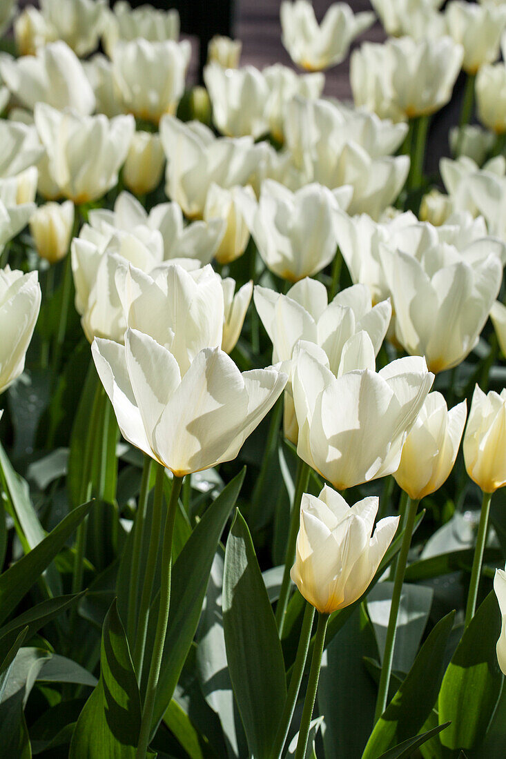 Tulipa, weiß