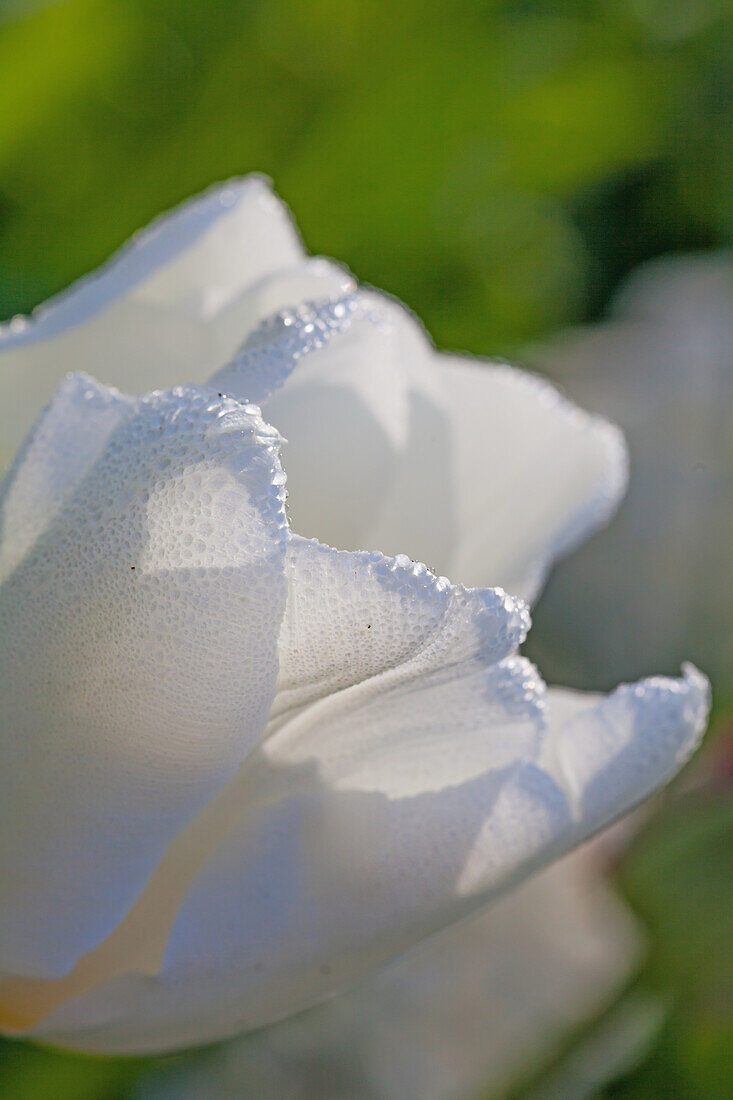 Tulipa, white