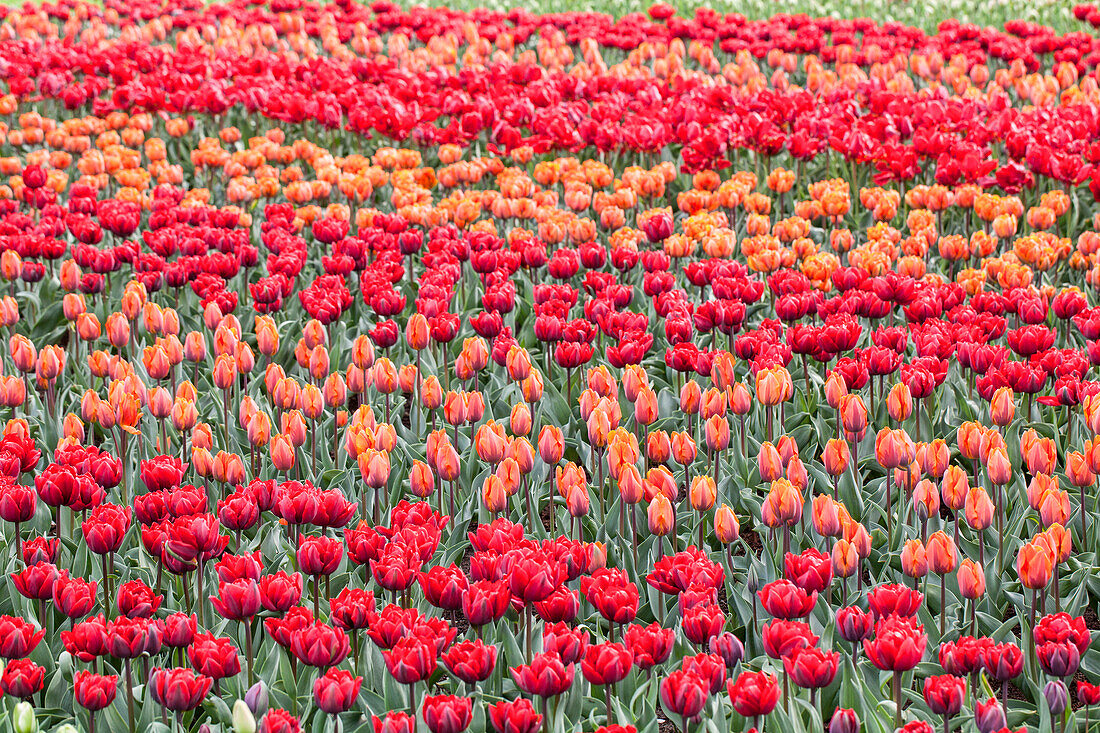 Tulipa rot und orange