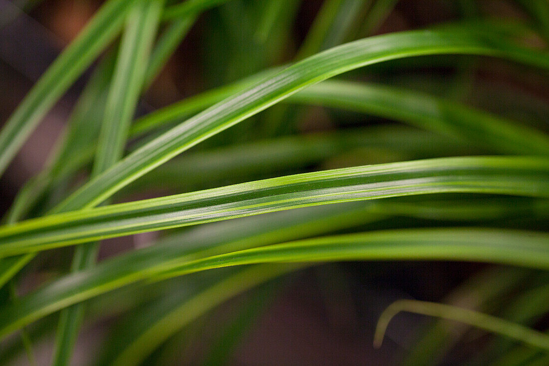 Carex oshimensis EverColor® Everlime