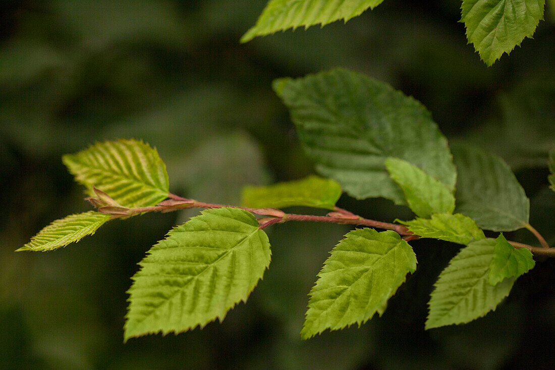 Carpinus betulus