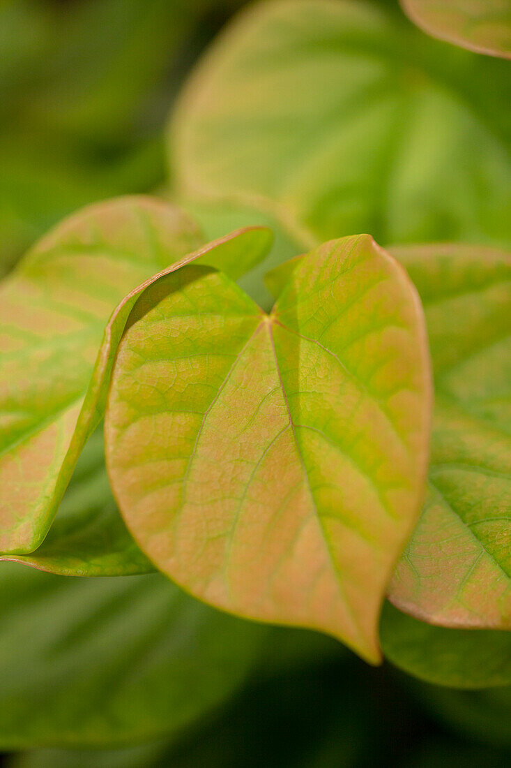 Cercis chinensis 'Avondale'