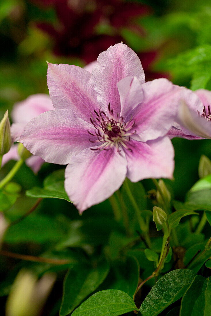 Clematis 'Nelly Moser'