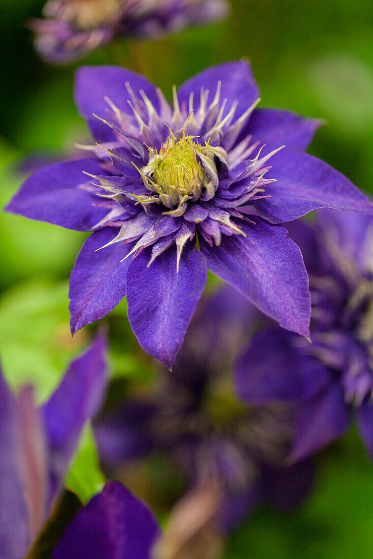 Clematis 'The President'®