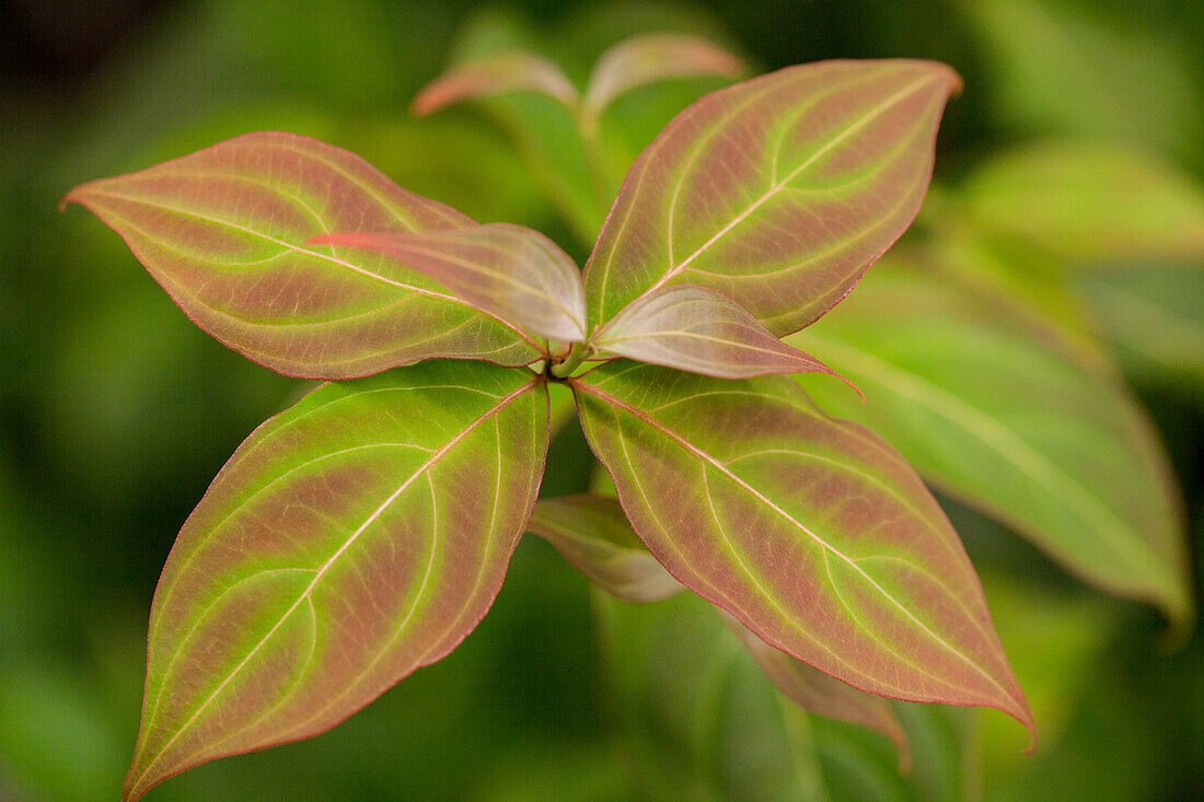 Cornus kousa chinensis 'Teutonia'