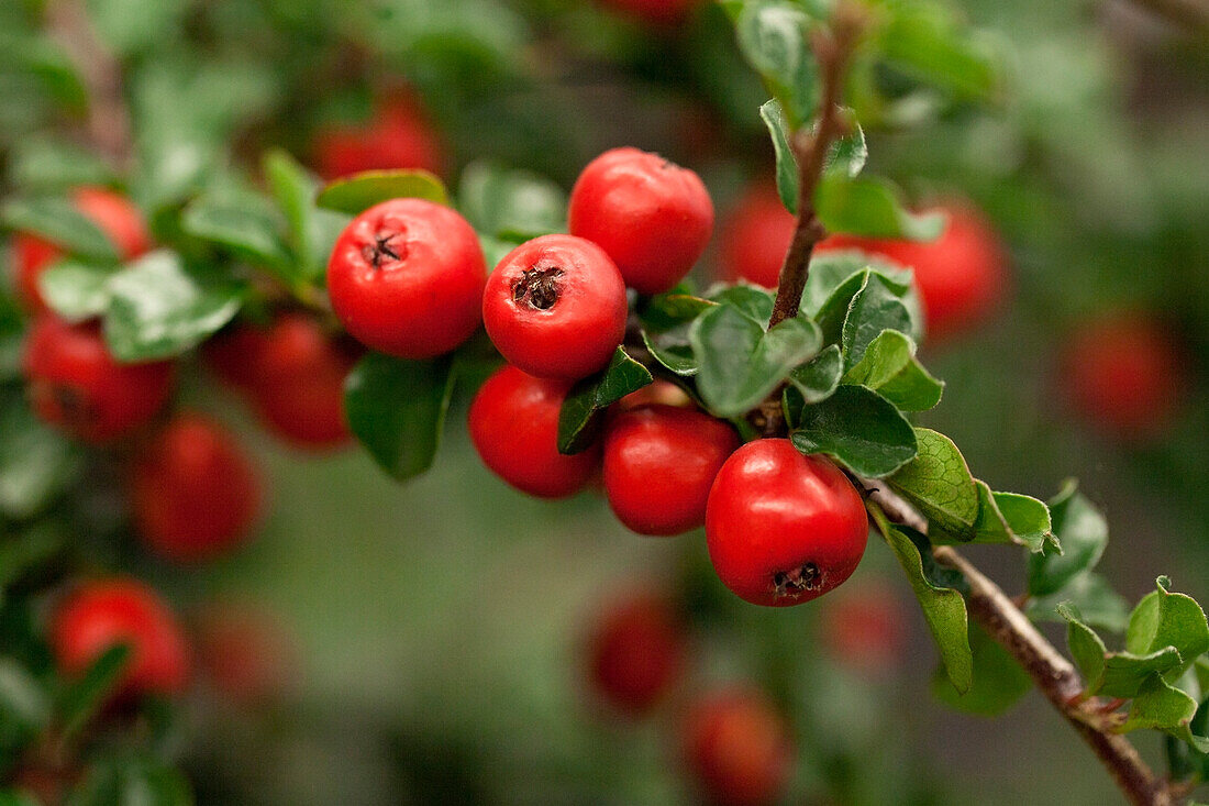 Cotoneaster praecox 'Boer'