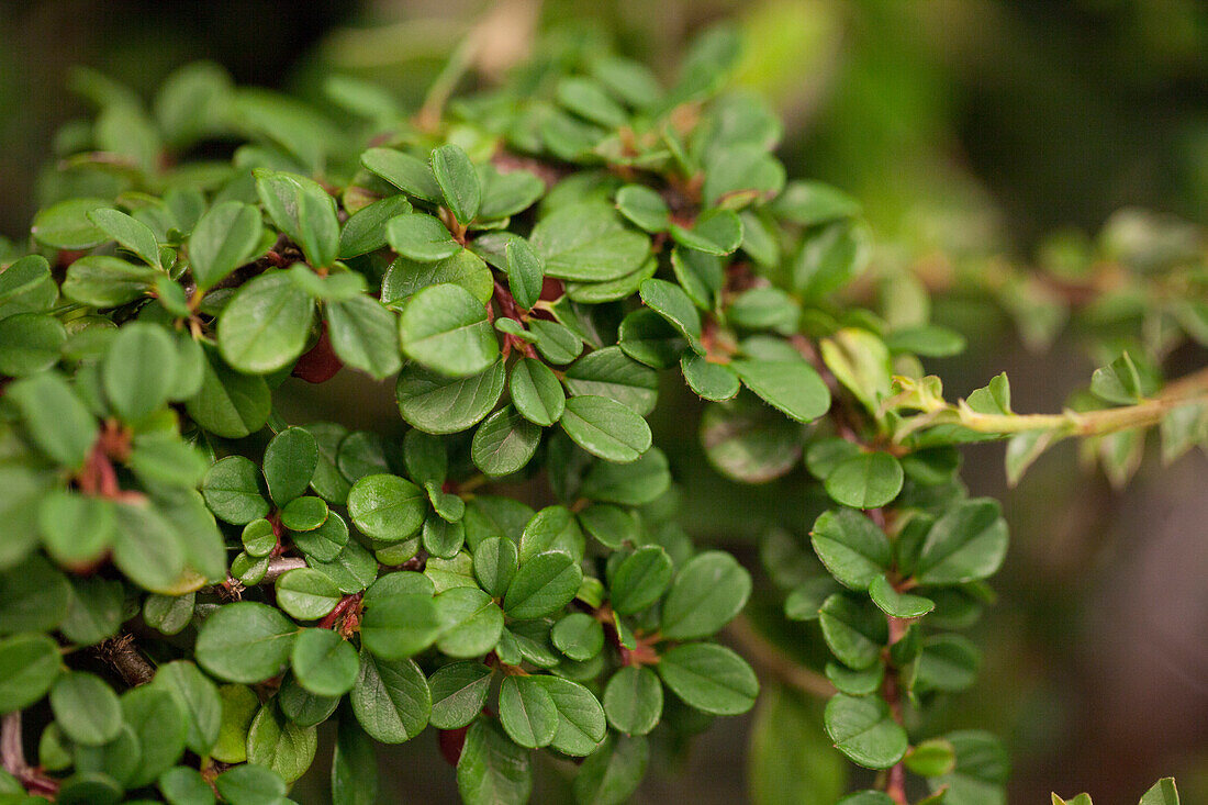 Cotoneaster dammeri 'Eichholz' (oak wood)