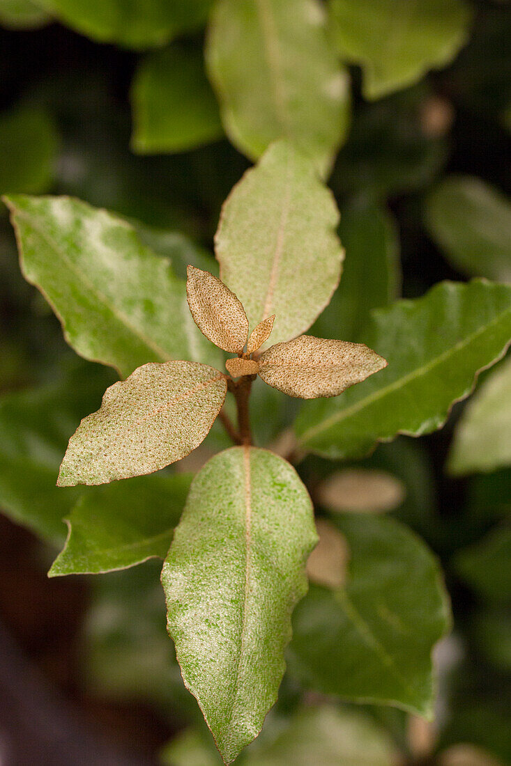 Elaeagnus x ebbingei 'Compacta'