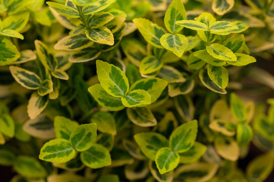 Euonymus fortunei 'Emerald'n Gold'