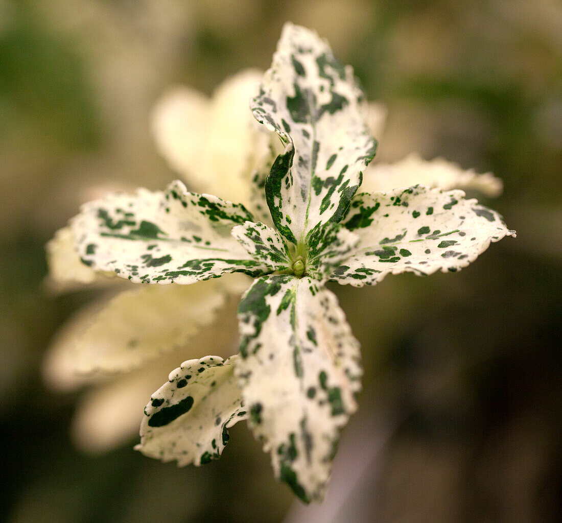 Euonymus fortunei 'Harlequin'