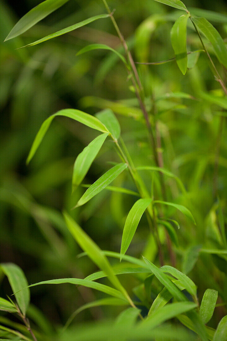 Fargesia nitida Great Wall