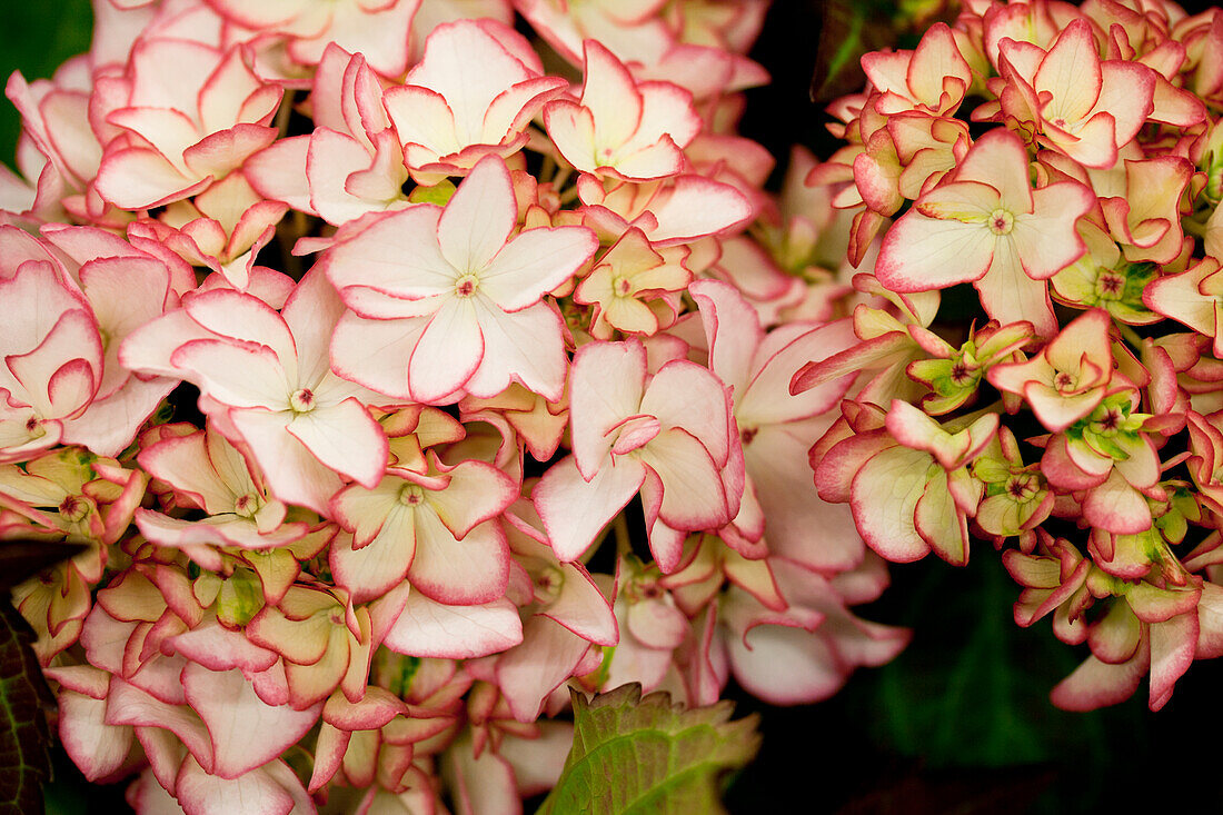 Hydrangea macrophylla 'Mirai'®