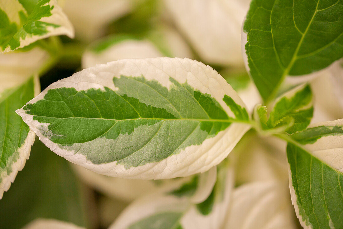 Hydrangea macrophylla 'Tricolor'