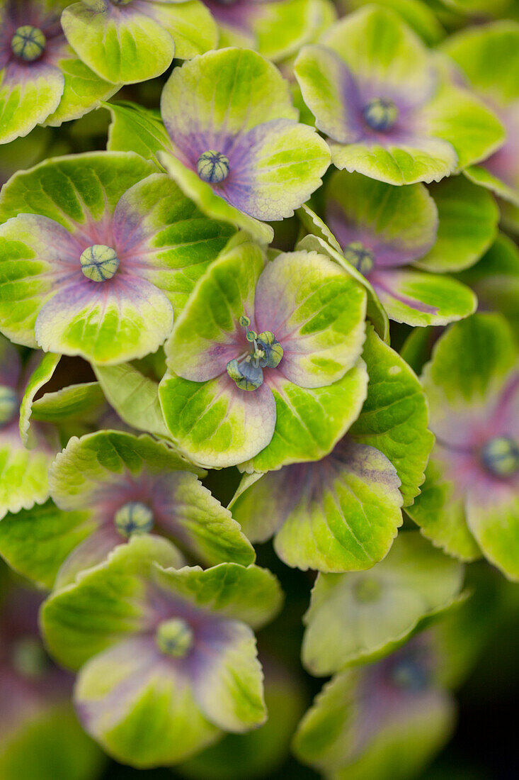 Hydrangea macrophylla 'Magical Amethyst®', blue