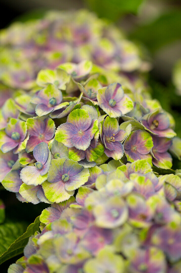 Hydrangea macrophylla 'Magical Amethyst®', blau