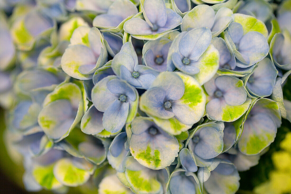Hydrangea macrophylla 'Magical Revolution'®, blue