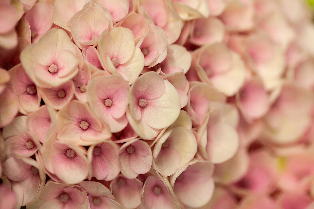 Hydrangea macrophylla 'Magical Revolution'®, pink