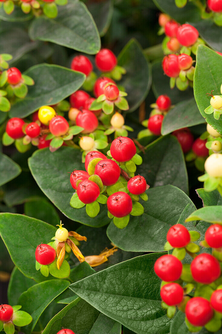 Hypericum inodorum 'Miracle Attraction'