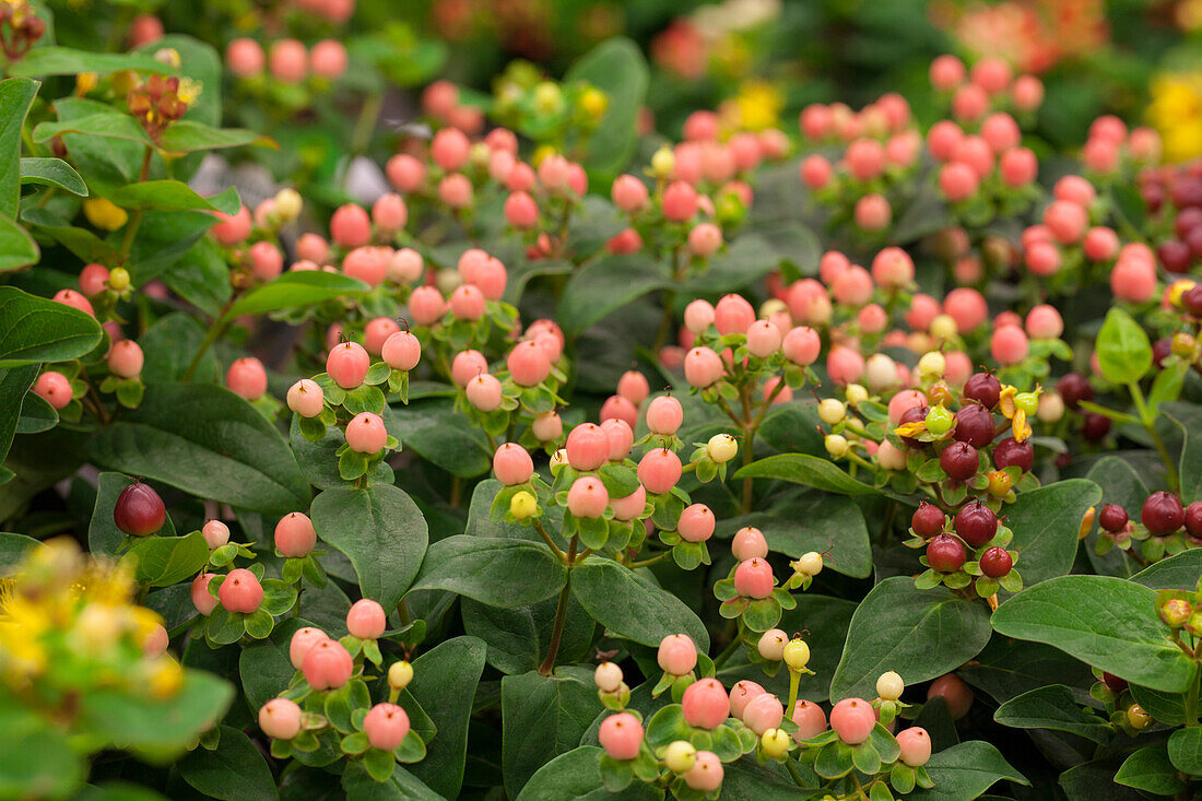 Hypericum inodorum 'Miracle Blossom'