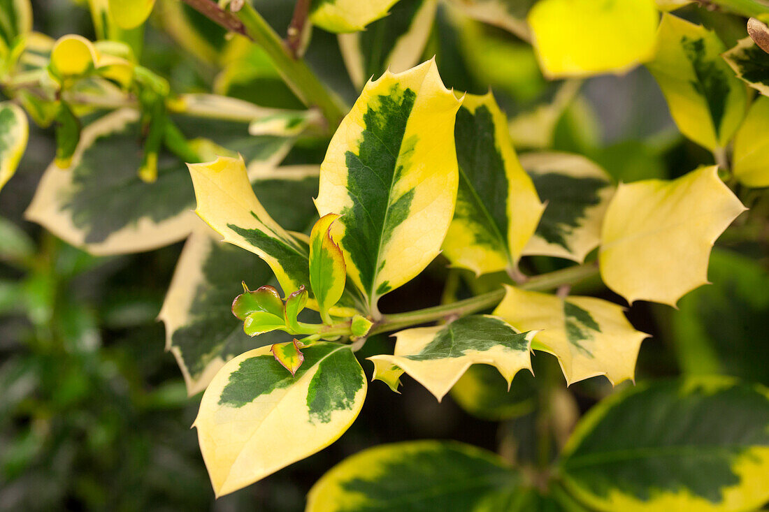 Ilex altaclerensis 'Golden King'