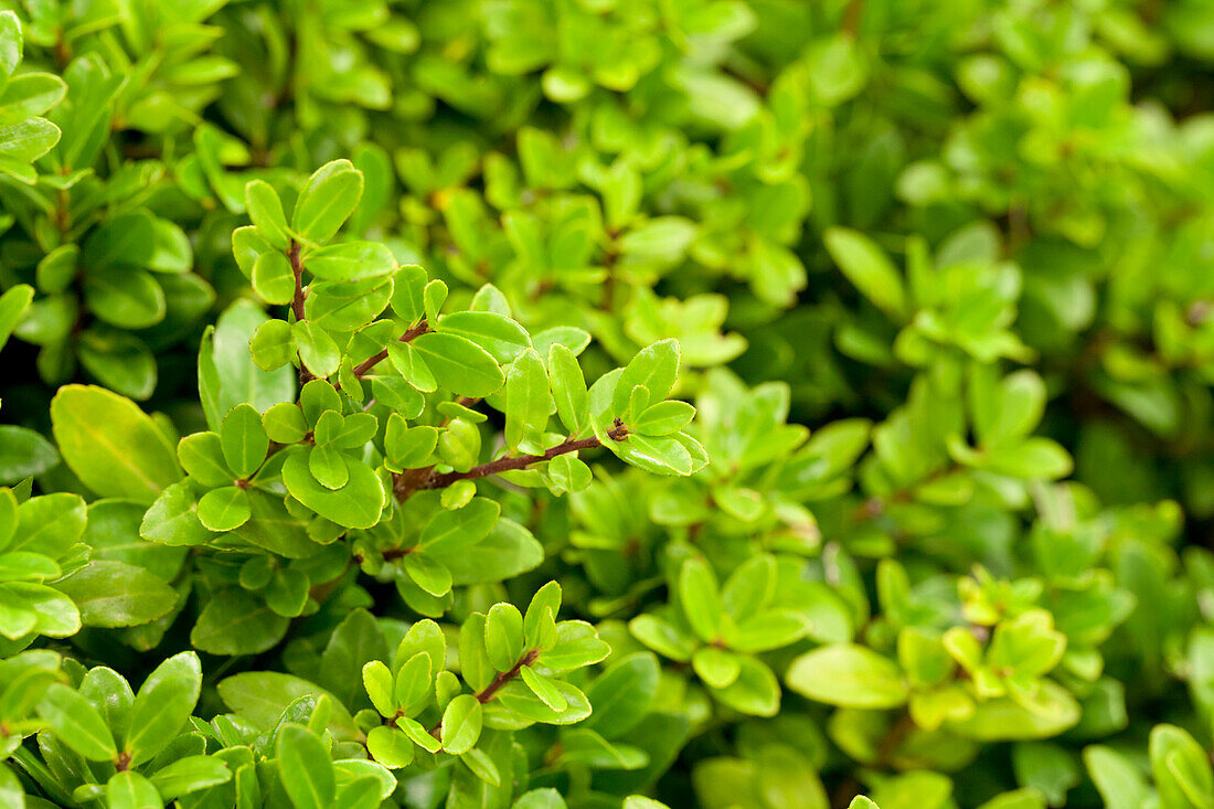 Ilex crenata 'Dark Star'®