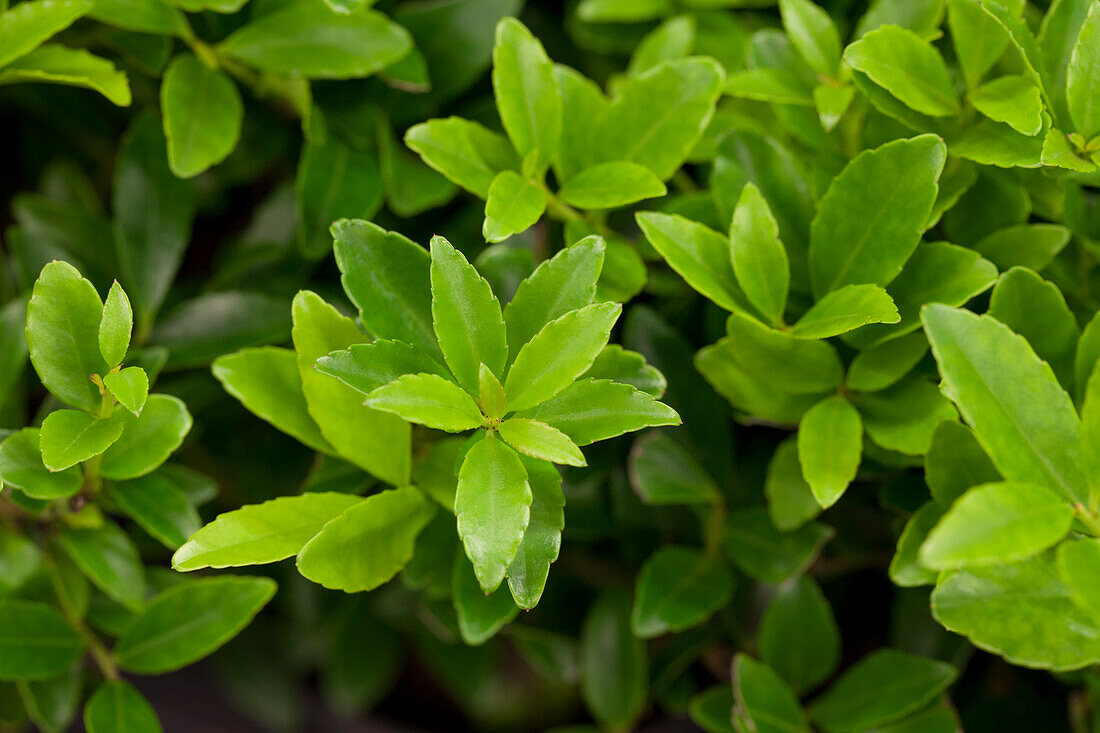 Ilex maximowicziana var. kanehirae 'Impala'®