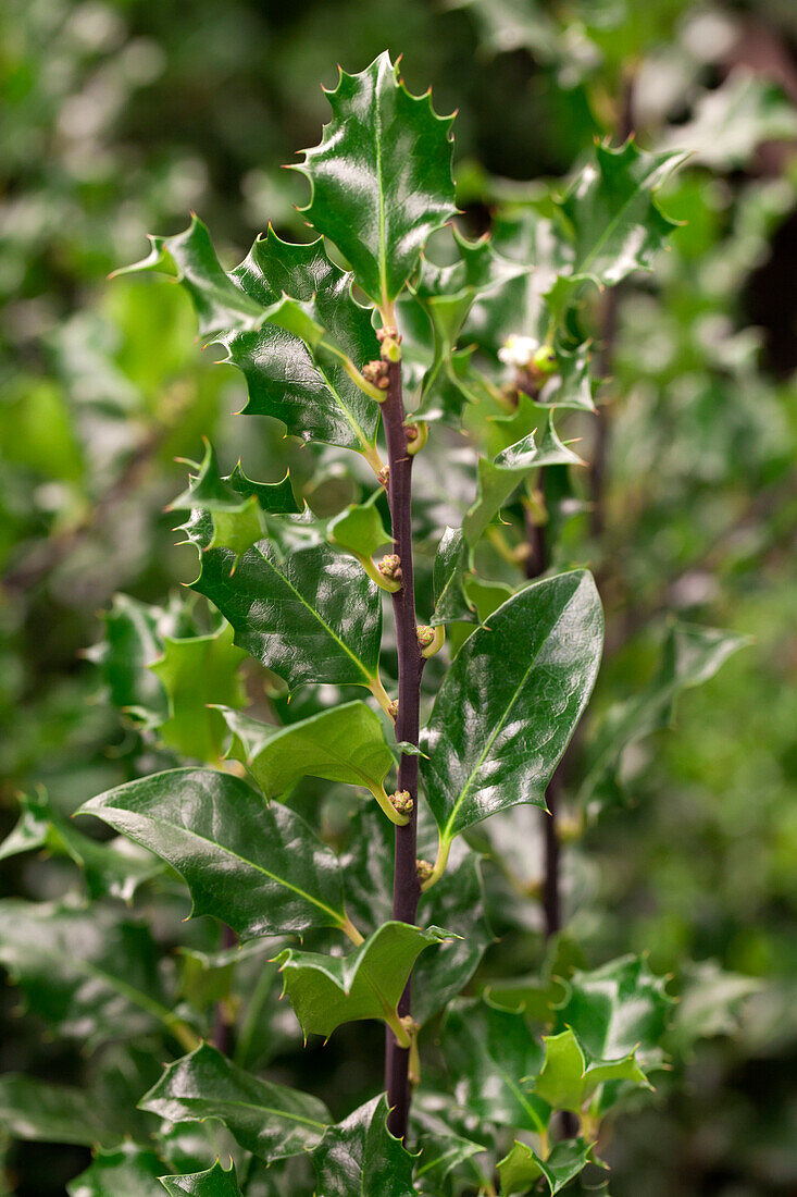 Ilex meserveae 'Blue Angel'®