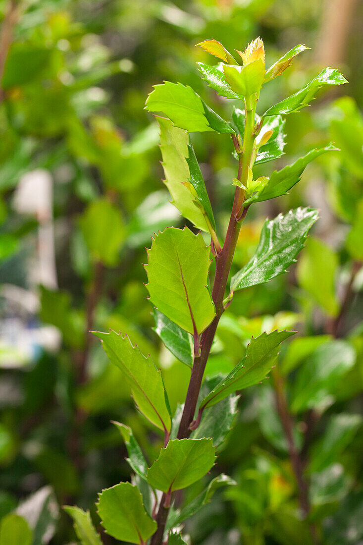 Ilex meserveae 'Blue Prince'®