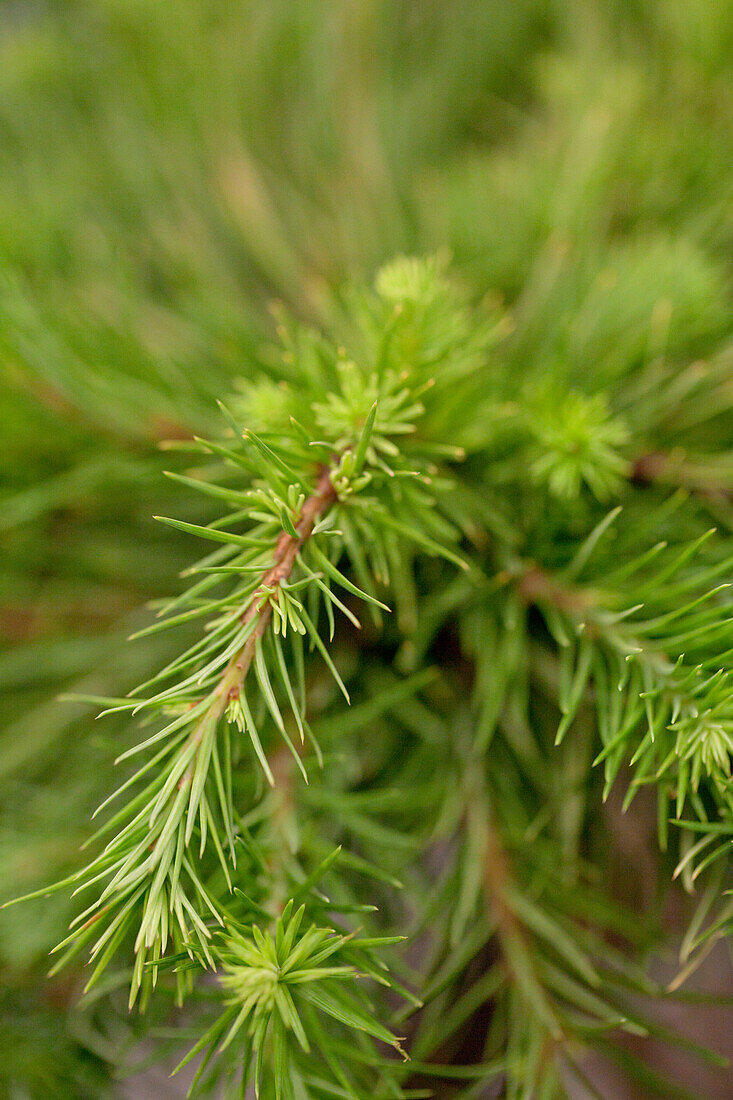 Larix kaempferi 'Grey Pearl'