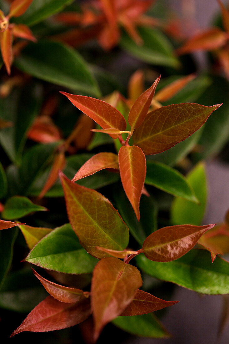 Leucothoe fontanesiana 'Lovita'