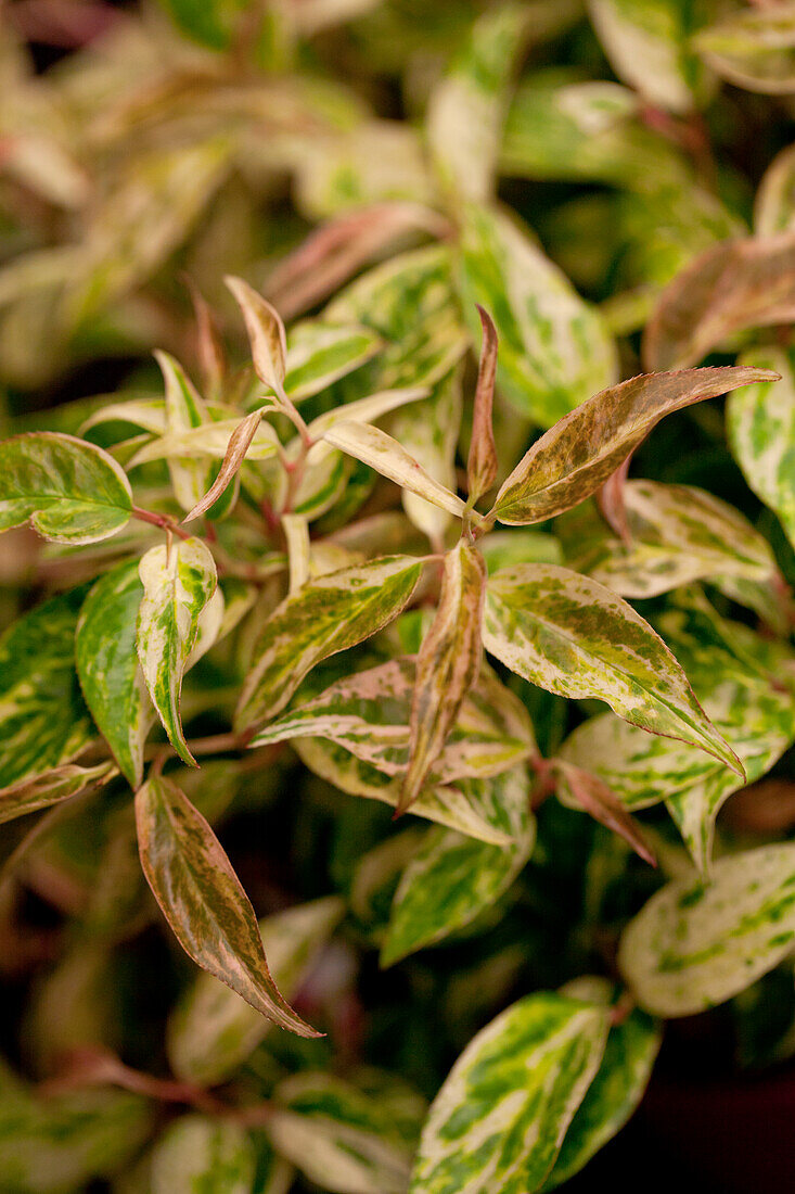 Leucothoe walteri 'Makijaz'(s)