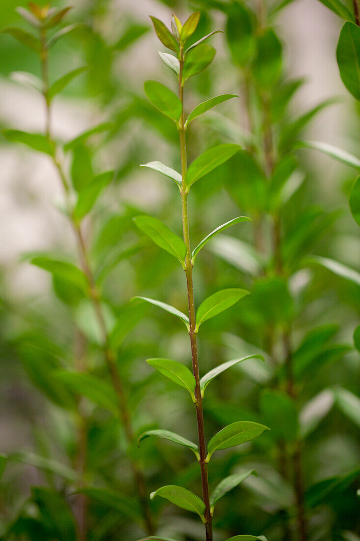 Ligustrum vulgare 'Atrovirens'