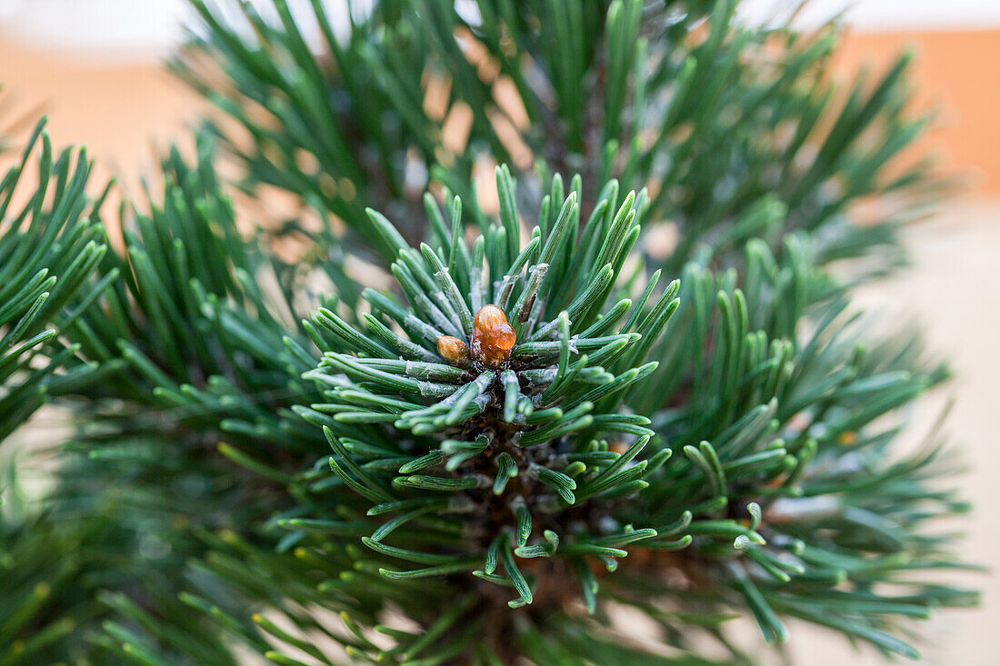 Pinus longaeva 'Sherwood Compact