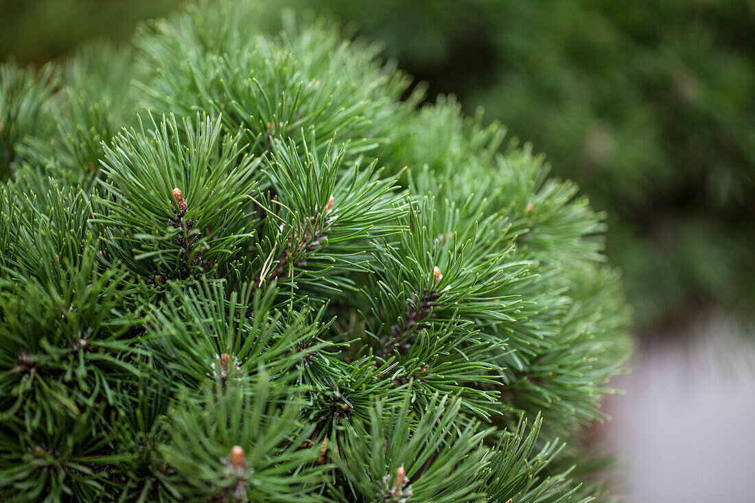 Pinus mugo 'Mops'