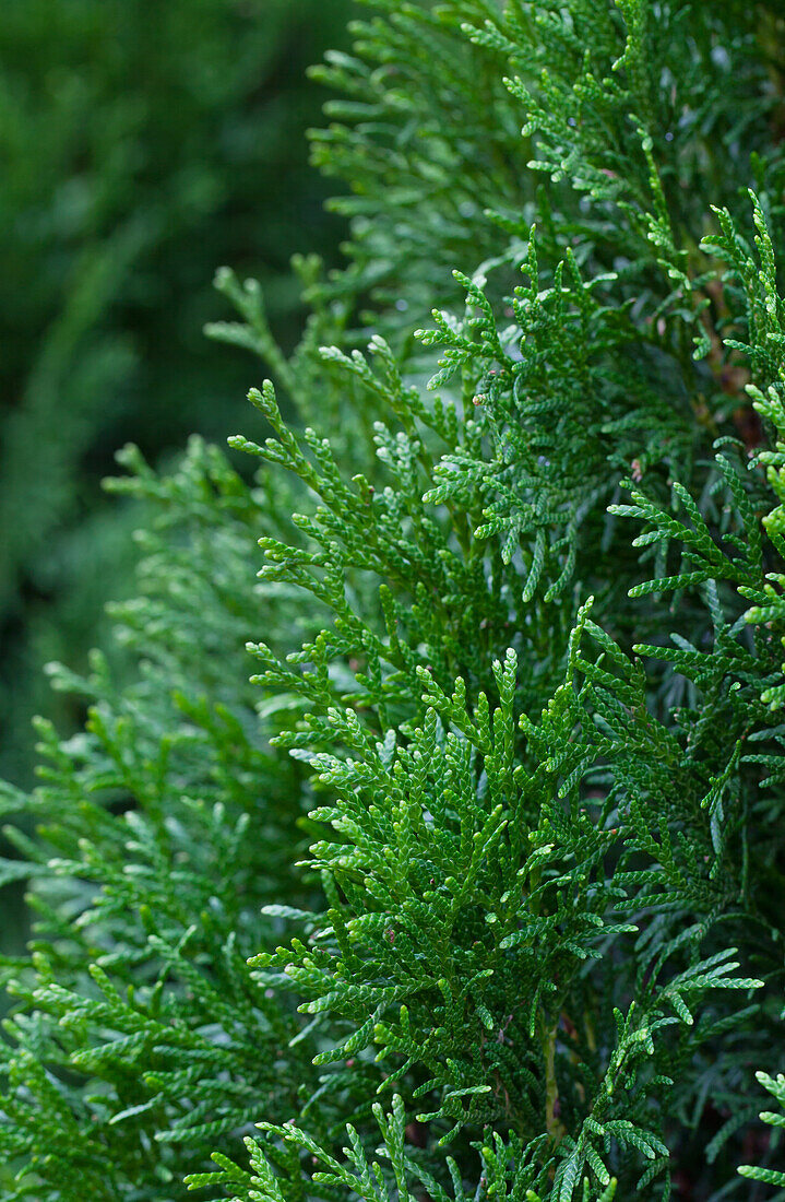 Thuja occidentalis 'Smaragd'