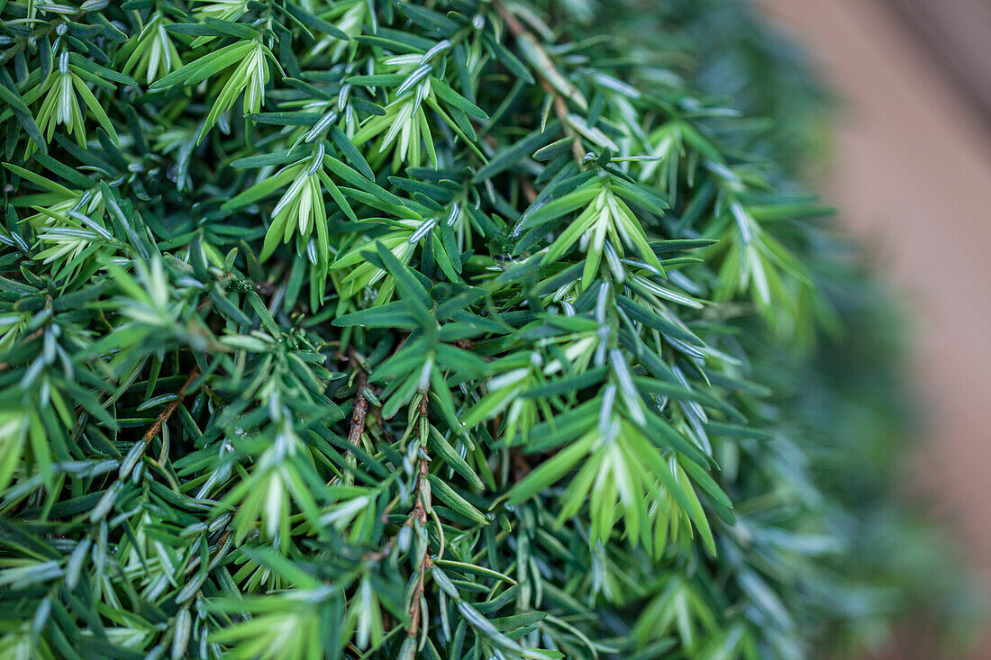 Tsuga canadensis 'Nana'