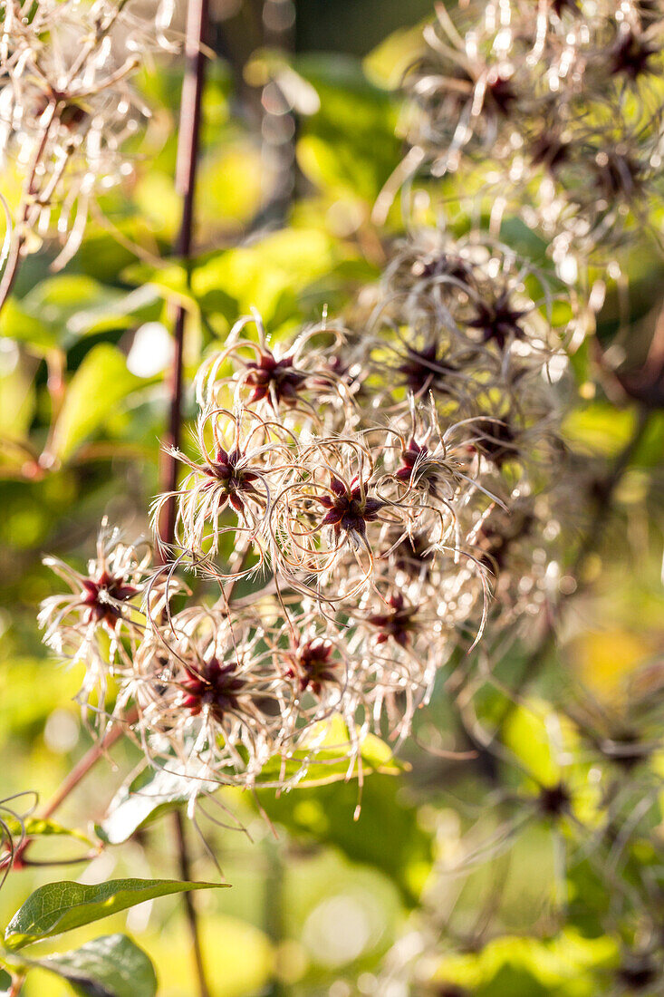 Clematis tangutica