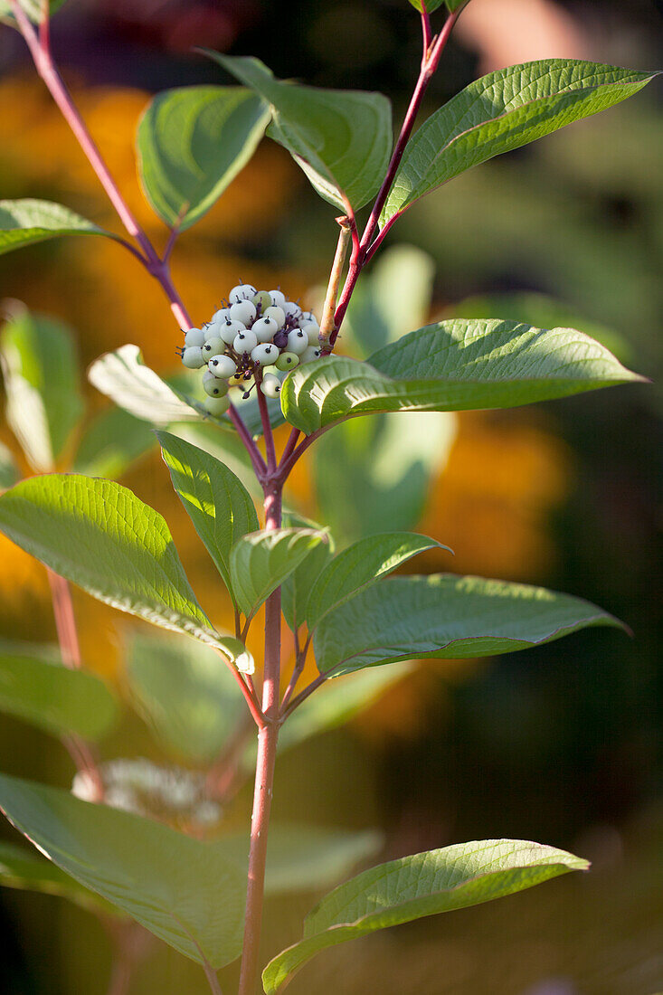 Cornus alba 'Sibirica'