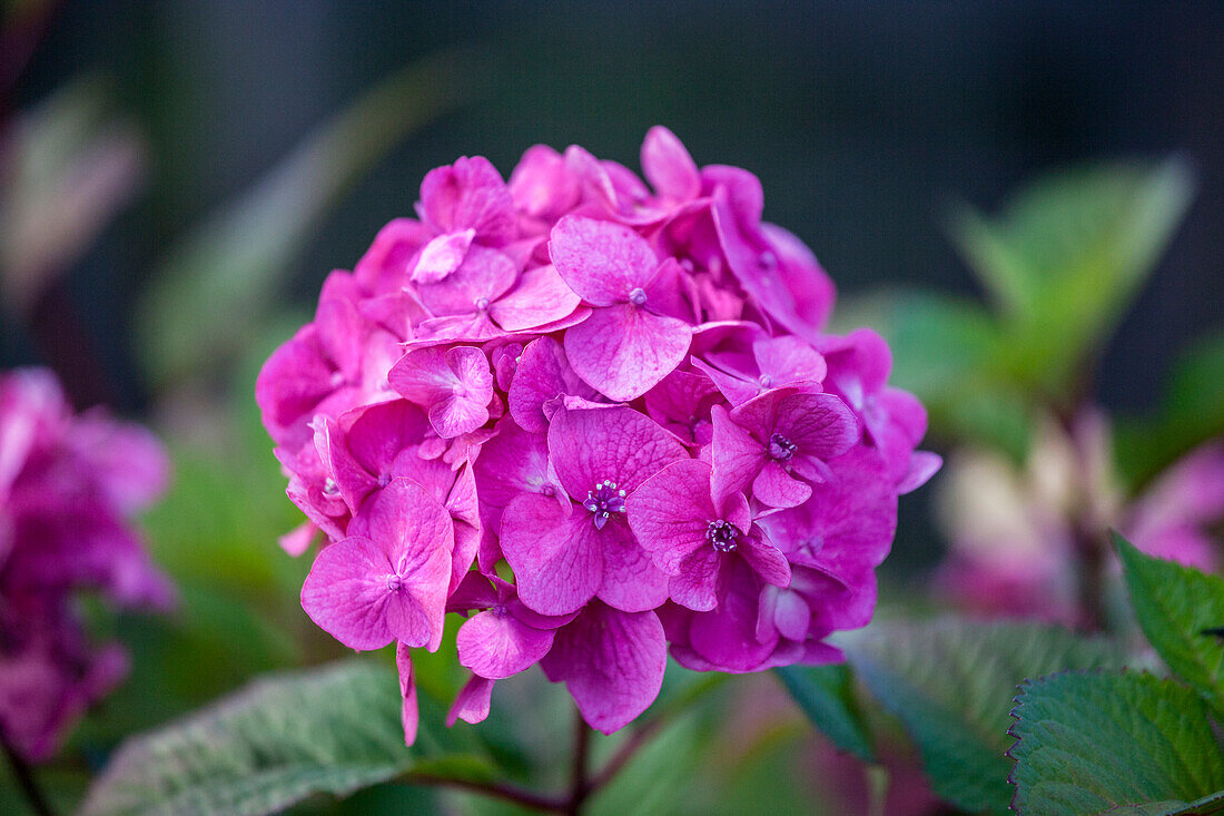 Hydrangea macrophylla, pink