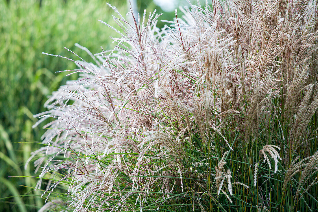 Miscanthus sinensis